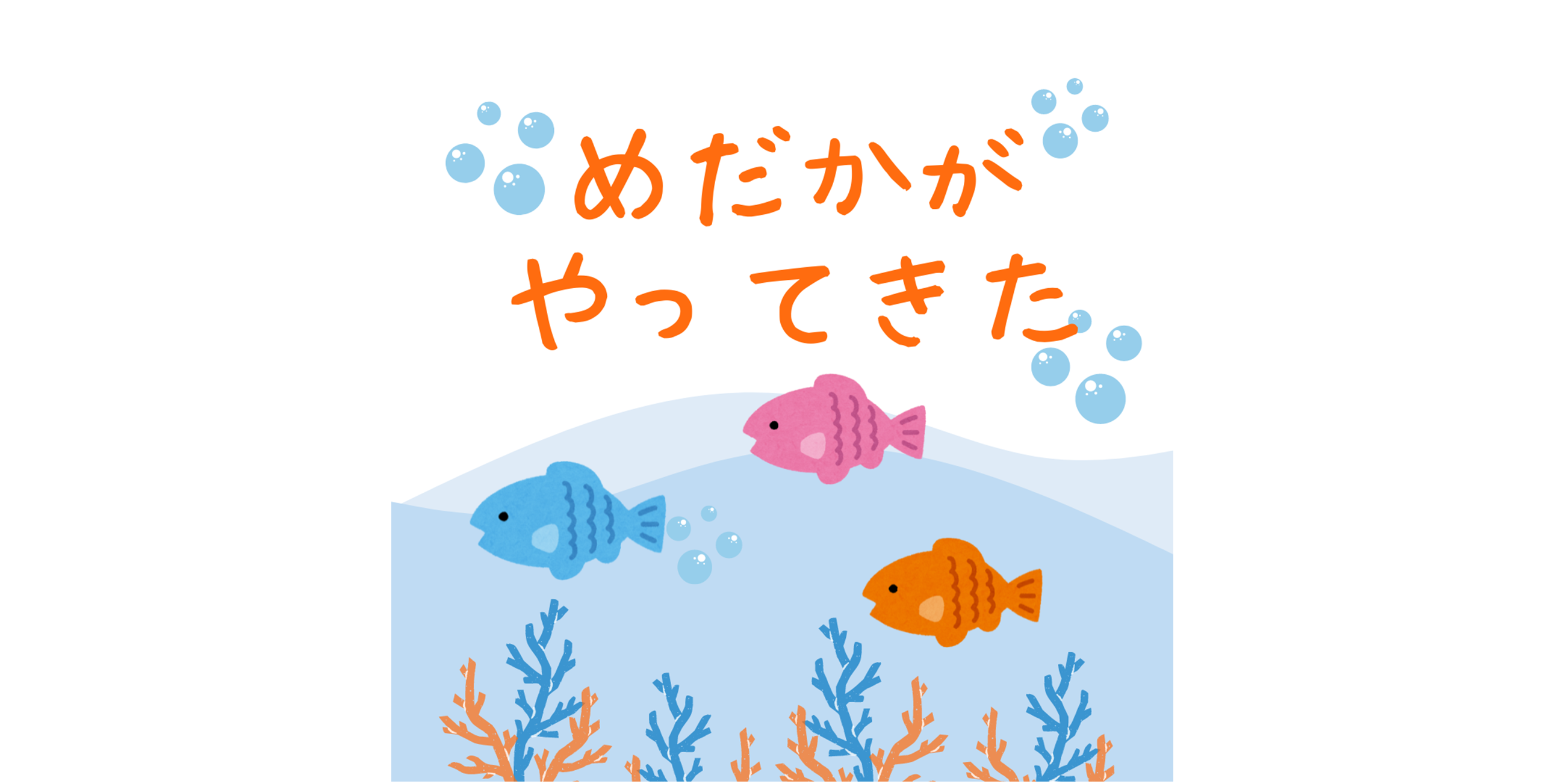 めだかキター！