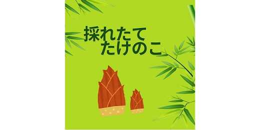 採れたてたけのこ