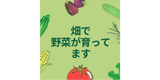 オクラの苗を植えました